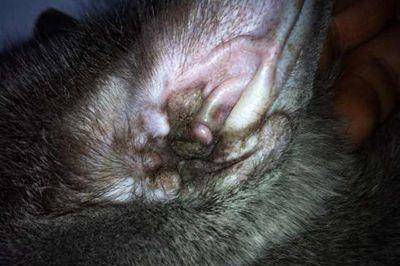 怎么看小猫是否有耳螨 b5223e1f70b54056be48636a8986f8da.jpeg