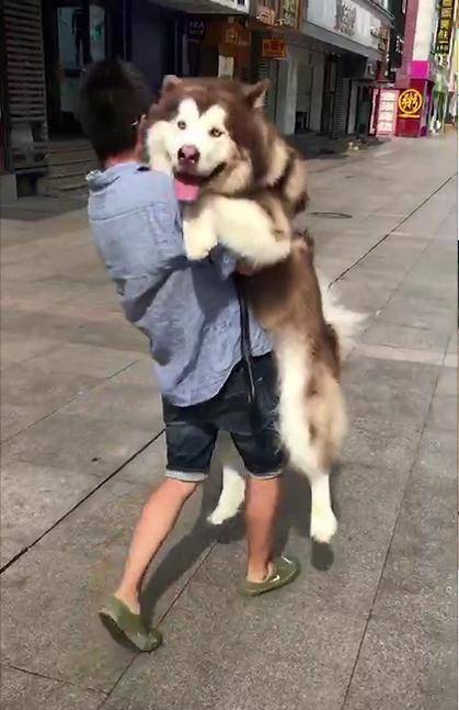 笑意|看到路人抱着一只比熊, 阿拉斯加也撒娇要抱抱, 主人只能实力宠狗