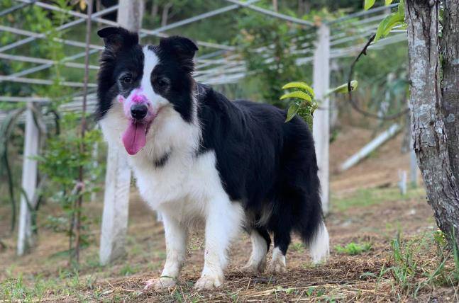 观点评论|狗狗满嘴鲜红,主人以为它们受伤了,靠近看才发现是个误会