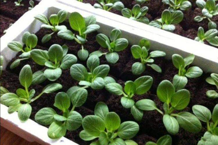 也是平时经常吃的一种蔬菜,我们也可以再阳台用花盆来种植