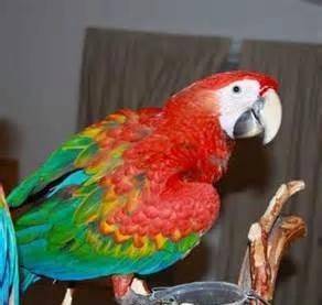 详谈一下混血金刚鹦鹉品种大全 13种 卡塔利那