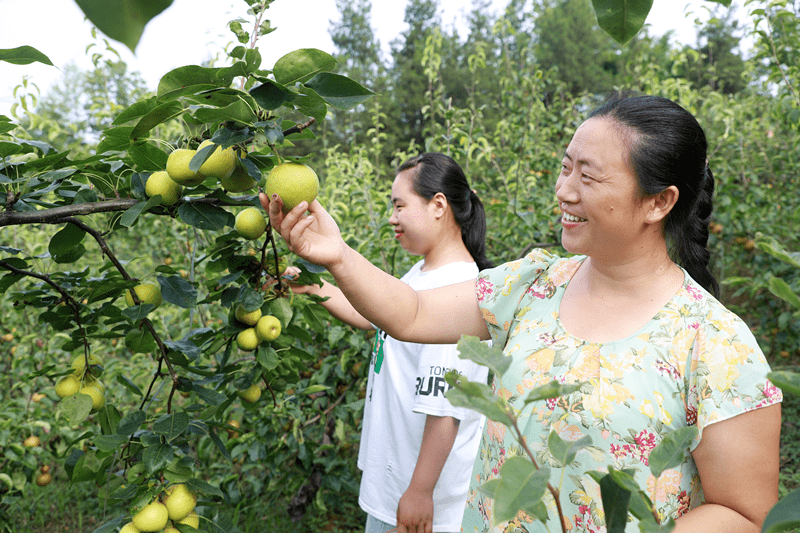 武隆：500亩梨子成熟 品尝采摘正当时