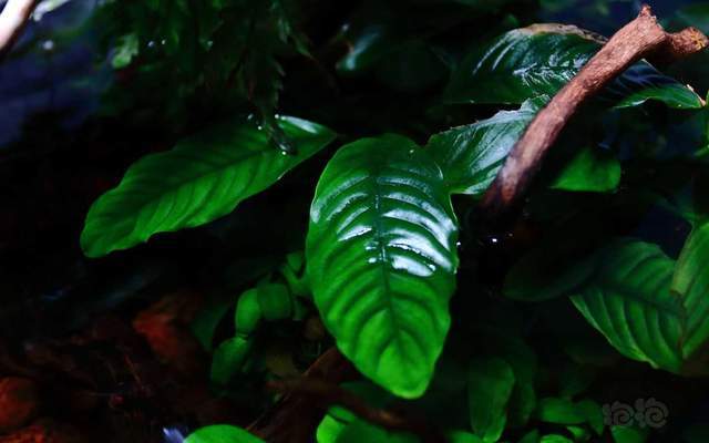 经典的植物志咖啡巴榕anubiascoffeefolia