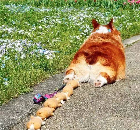 网友|柯基爬山总被台阶卡住，主人只能拎着爬，后悔带上小短腿！