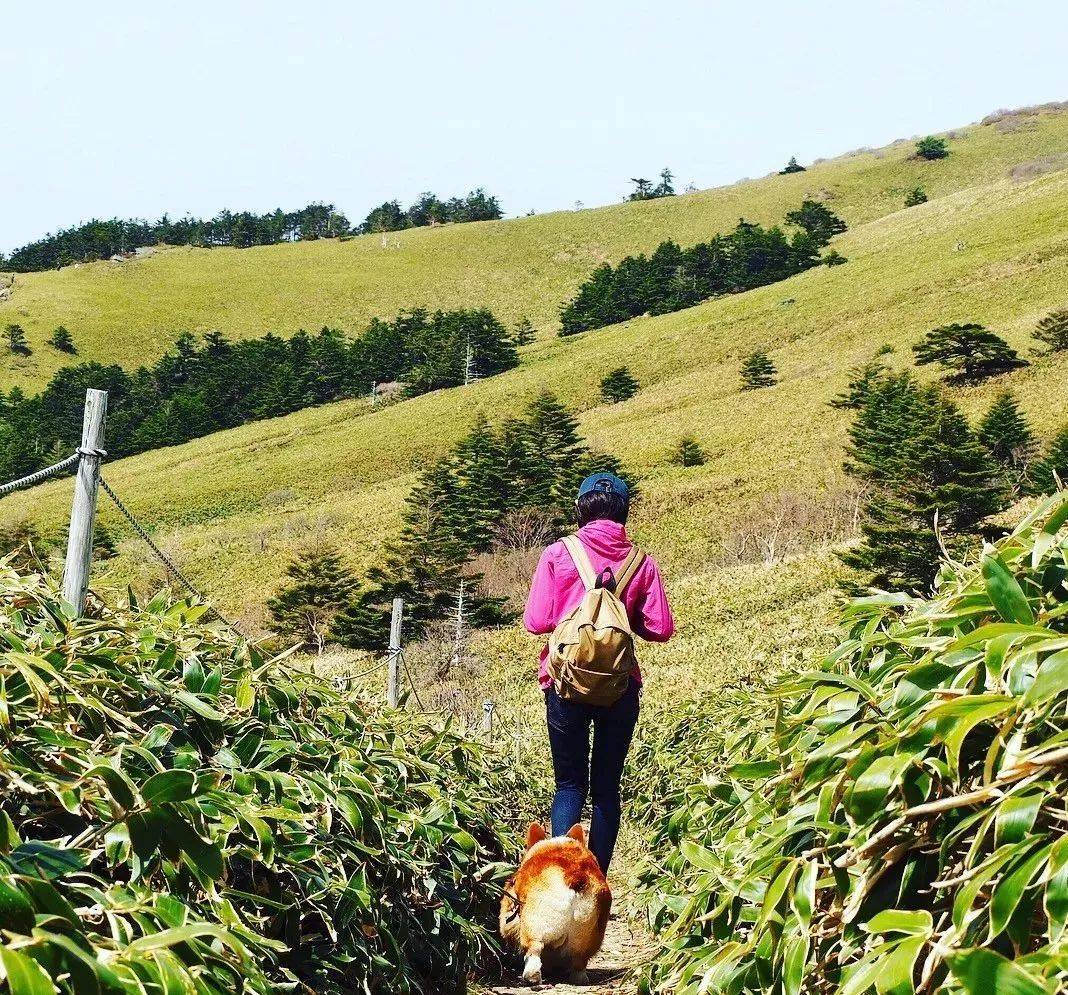 网友|柯基爬山总被台阶卡住，主人只能拎着爬，后悔带上小短腿！