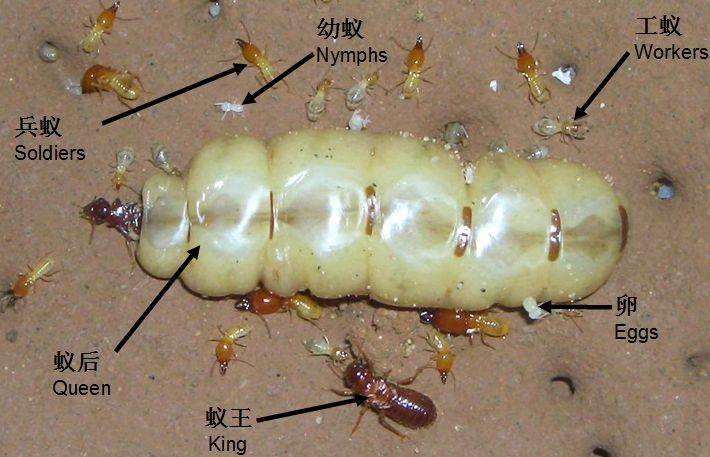 白蚁蚁后能活多久 它是如何建立一个白蚁王国的 工蚁