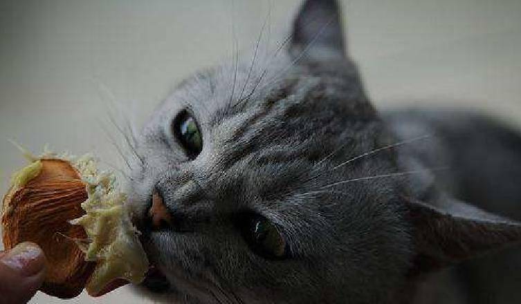 猫咪|铲屎官买了榴莲回家, 猫咪上前查看, 闻了后被臭得当场跌倒