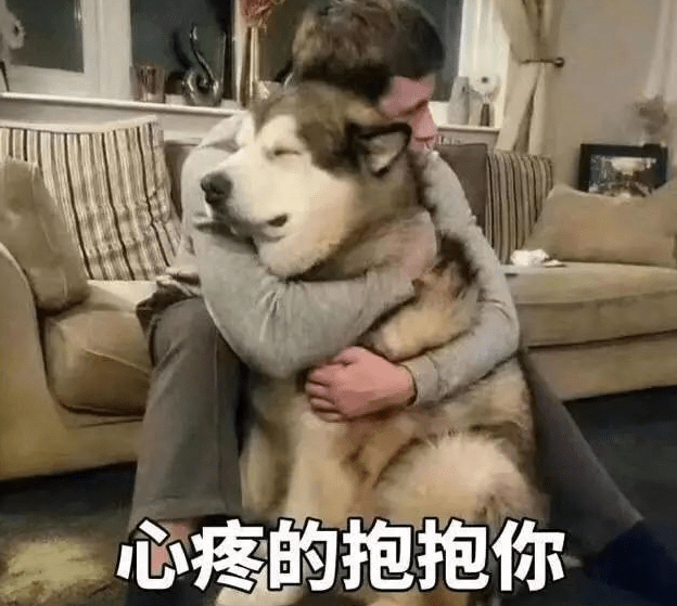 奖励|原来狗狗这些行为,是在“担心”你,真没养错狗