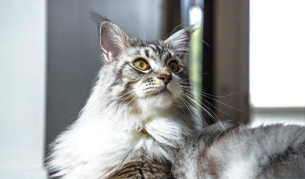 吸引猫咪的叫声猫咪最怕的声音 8011222e60a34f2dbfd54e1854fbb1dd.jpeg