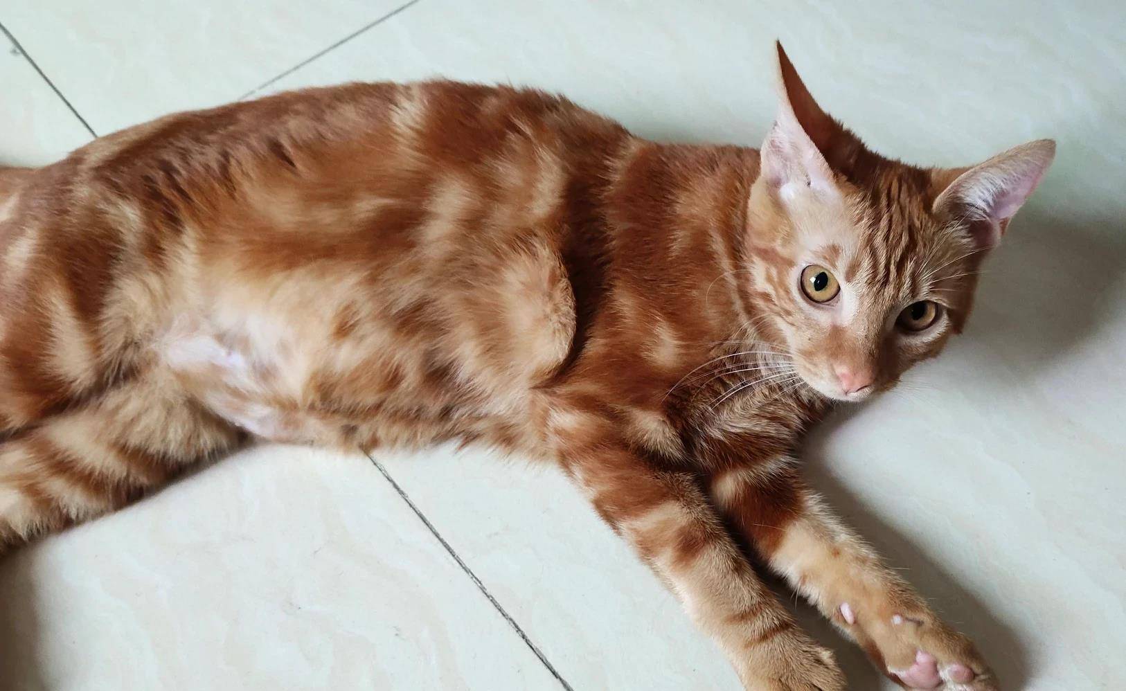 观点评论|礼拜一的早上家里两只猫,一只装可怜,一只趴在门口堵住上班去路