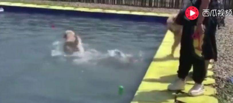 泳池|金毛骗柯基泳池水刚到大腿, 柯基纵身一跃结果傻眼了……