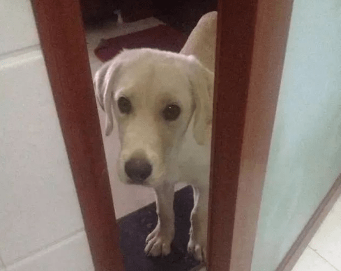 奖励|原来狗狗这些行为,是在“担心”你,真没养错狗