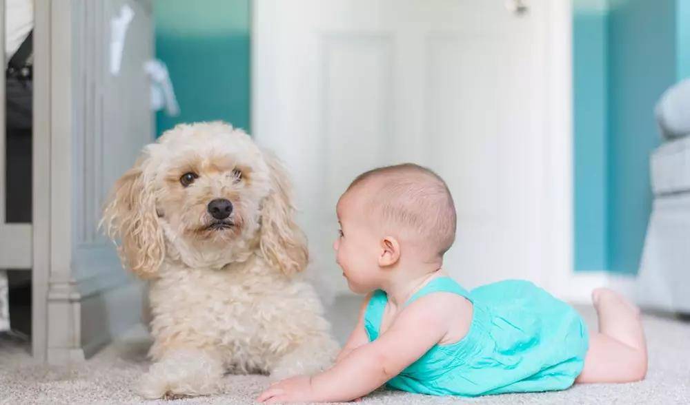 因为|还在说怀孕不能养狗？这两只柯基都进产房陪产啦