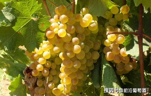 知识科普|维蒙蒂诺葡萄酒,科普最常见的100种葡萄酒佳酿之一维蒙蒂诺葡萄酒!