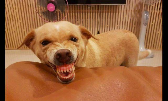 方而已|主人刚拿出零食, 两只狗就开始龇牙咧嘴吓对方了, 眼神里都是戏!