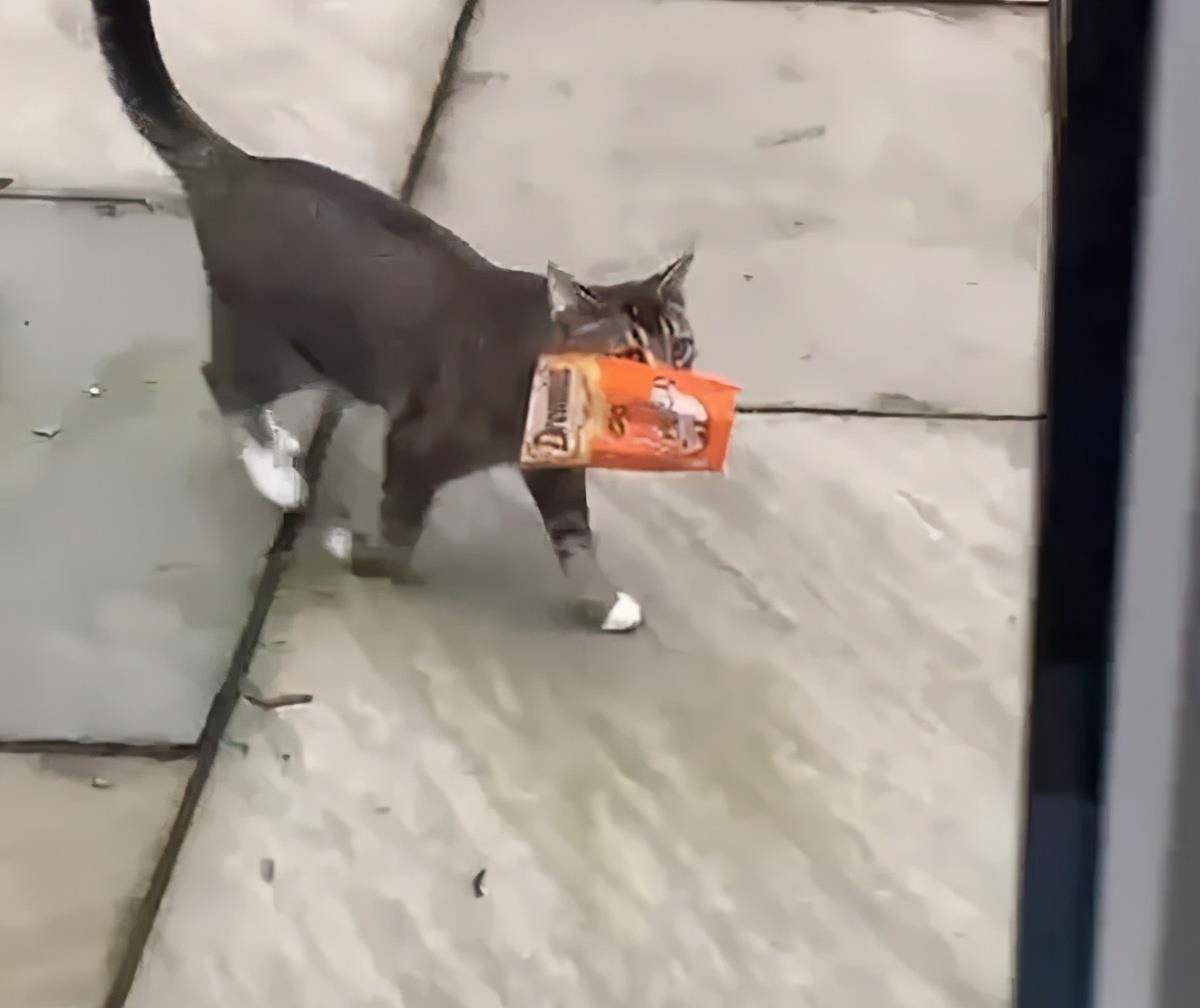 Zico|主子带一整包猫零食回家，妈傻眼：附近没人养猫啊！哪来得零食？