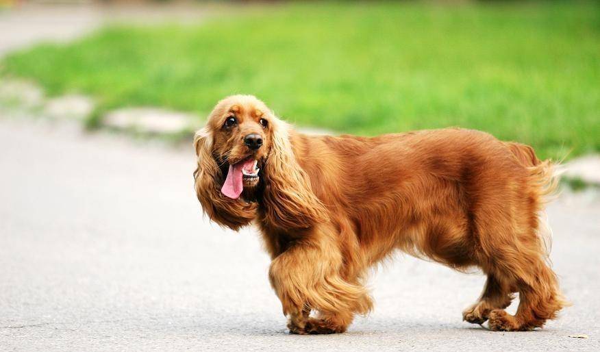 怎么看小狗几个月龄 2214065cca184a66bf5549c8db55dc95.jpeg