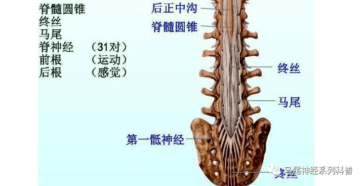 马尾神经是脊髓圆锥以下的腰骶神经根,当然也有把马尾神经称作脊神经