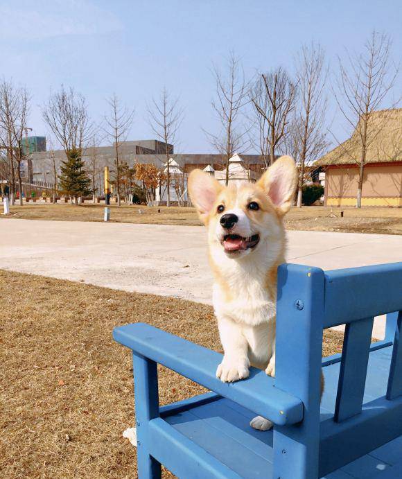 才会|网友带柯基出去玩，把它高兴坏了，笑的眼睛都“没”了