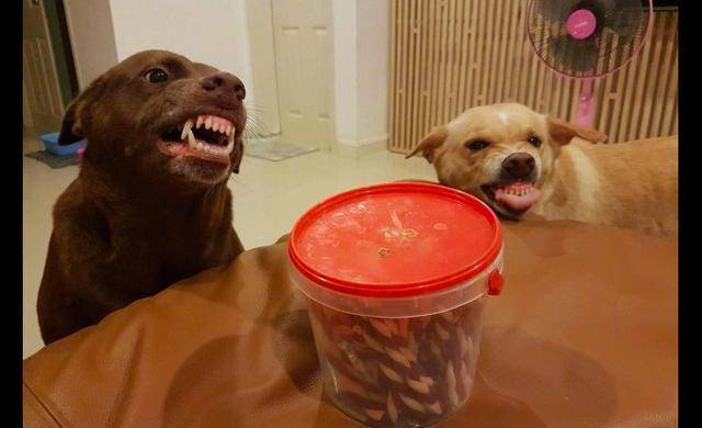 方而已|主人刚拿出零食, 两只狗就开始龇牙咧嘴吓对方了, 眼神里都是戏!