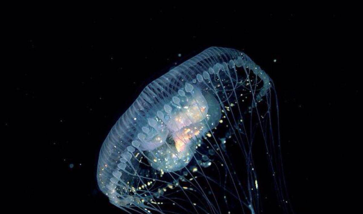 水母世界上有多少种 93274113221047a99a7031e3d21e6c4c.jpeg