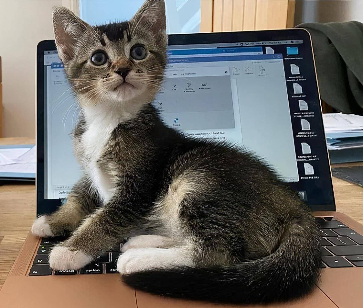 Zico|主子带一整包猫零食回家，妈傻眼：附近没人养猫啊！哪来得零食？