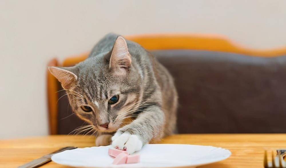 猫咪|兽医:别犯这些错误,就能让猫咪多活3年