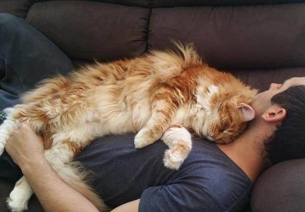 世界上最大的猫 d70568bc998343eb87255ac7b952259c.jpeg