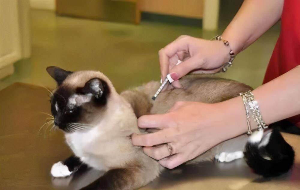 猫咪|兽医:别犯这些错误,就能让猫咪多活3年