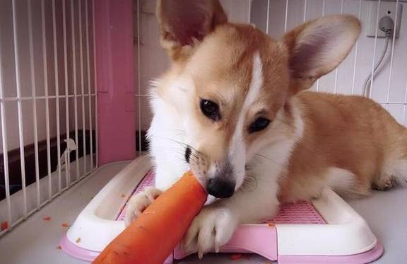 食品|对柯基犬来说，这几种食品，才是它的最爱
