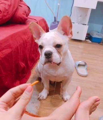 水柱|主人拿出零食晃悠, 就是不给吃后, 狗子的表情亮了!