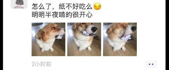 观点评论|主人为了惩罚撕纸的柯基，于是在它嘴里塞了一团纸，狗：我错了！