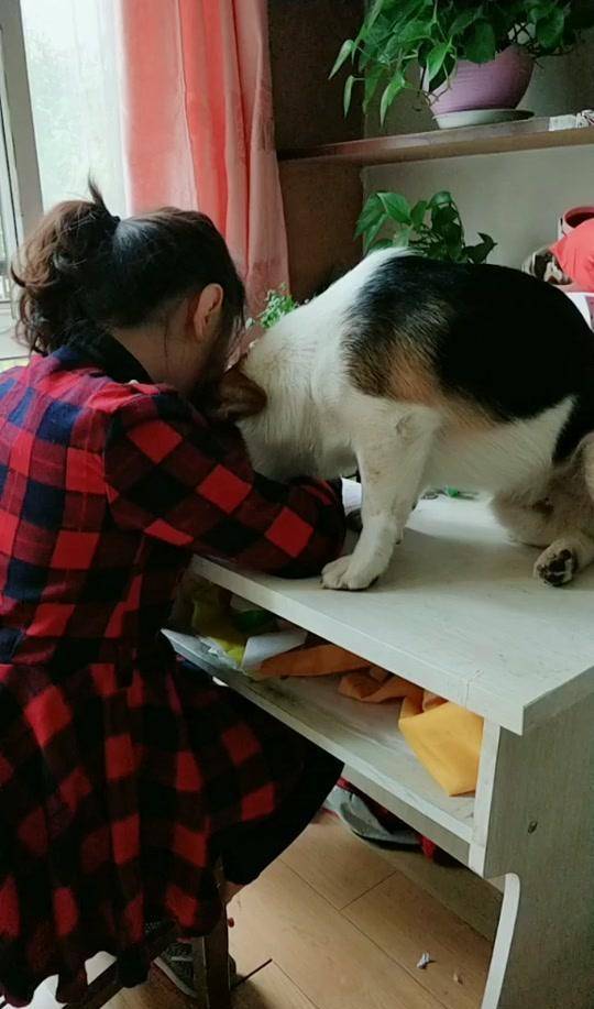 回医生|自从有了柯基监督女儿写作业, 我的身体好多了, 血压再也不高了