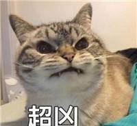 买回一双拖鞋，家里的橘猫却吃起醋来，这表情免不了1万字检讨了