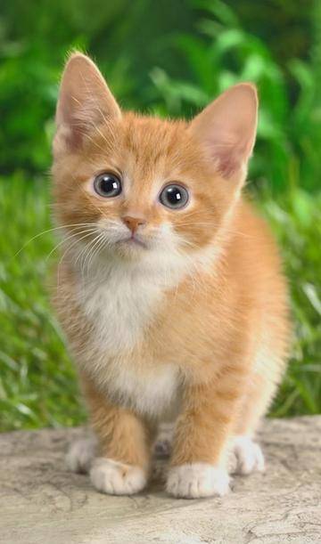 橘子|我最喜欢的动物——小猫