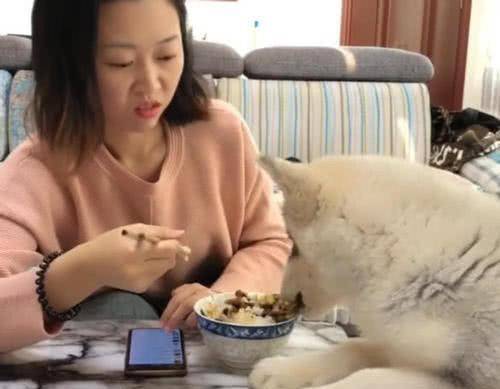 女子吃饭时玩手机，抬头一看二哈举动让她不淡定了！