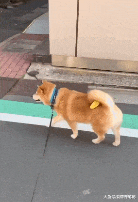 都会养|主人养了一只自带零食的柴犬,每次出门用尾巴夹住的样子,好萌啊