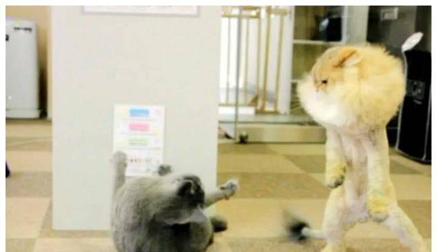 因为|给加菲猫做了新造型，蓝猫直接实力嘲讽，回家一看，无法淡定了