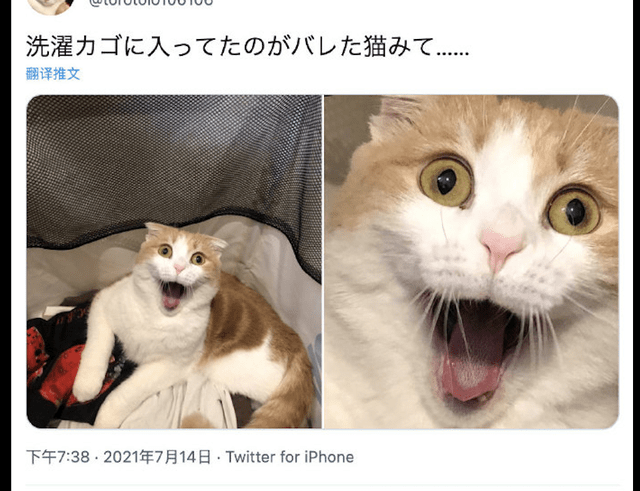 54e9d42b42d64a6dae4242756478b710.png