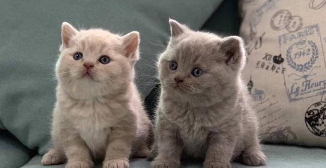 什么|可爱机灵的美国短毛猫,入手一只应该要花多少钱呢?