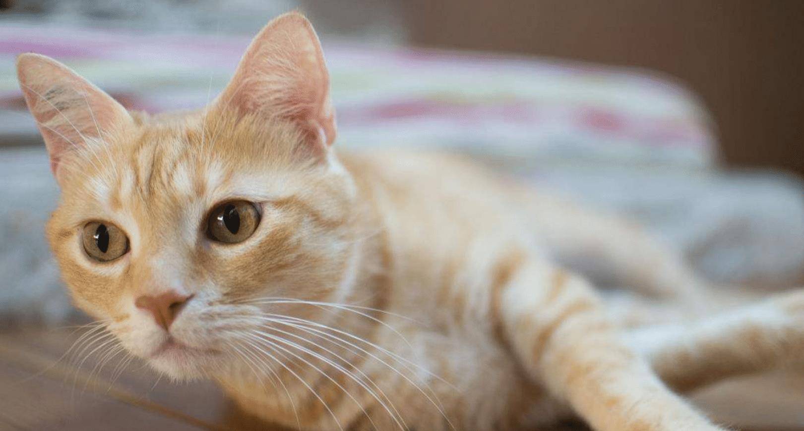 猫咪|盘点四种撸起来手感超好的喵星人，看看你家的猫咪上榜了没？