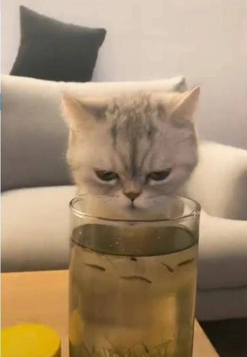 回家看见猫咪，以为它在偷喝茶，仔细一看笑喷