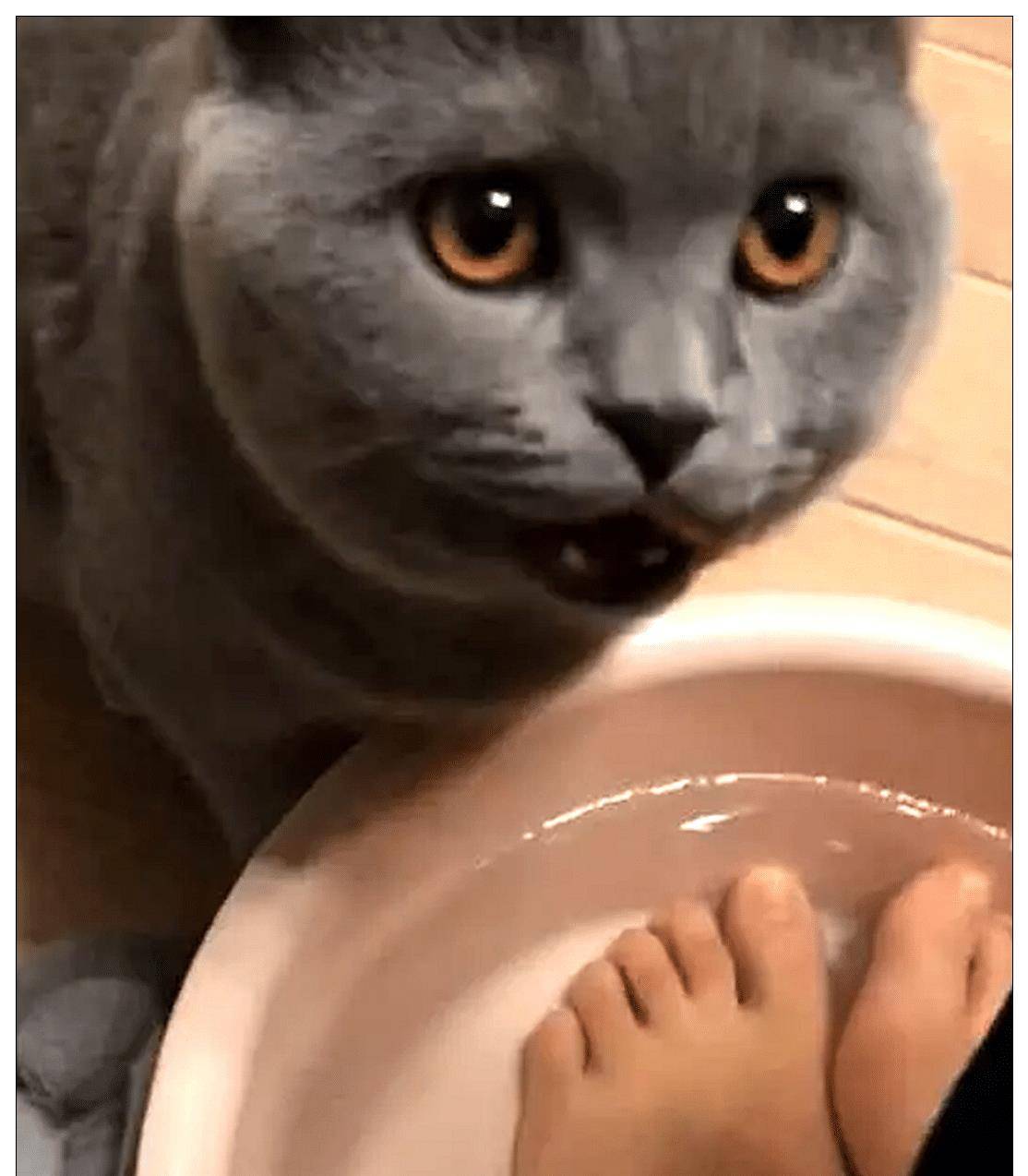 女子在家洗脚，猫咪跑过来偷喝了口洗脚水，下一秒表情让人笑岔气