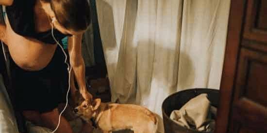 宠物主人在家中生产,没意识到柯基犬从未离开过她的身边! 宠物主人在家中生产,没意识到柯基犬从未离开过她的身边!
