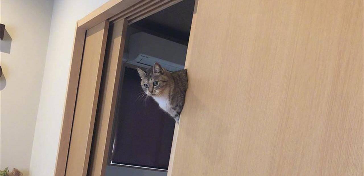 猫咪在家犯了错怎么办?不要忍让不要打,这样处理才正确 猫咪在家犯了错怎么办?不要忍让不要打,这样处理才正确