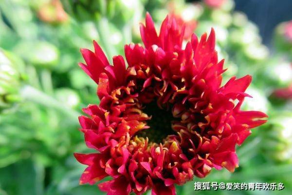 6 11 星座运势 白羊当机立断 狮子全心全意 射手劳逸结合 感情