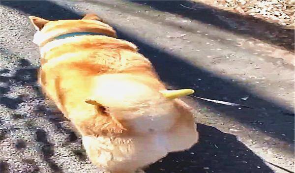 都会养|主人养了一只自带零食的柴犬,每次出门用尾巴夹住的样子,好萌啊