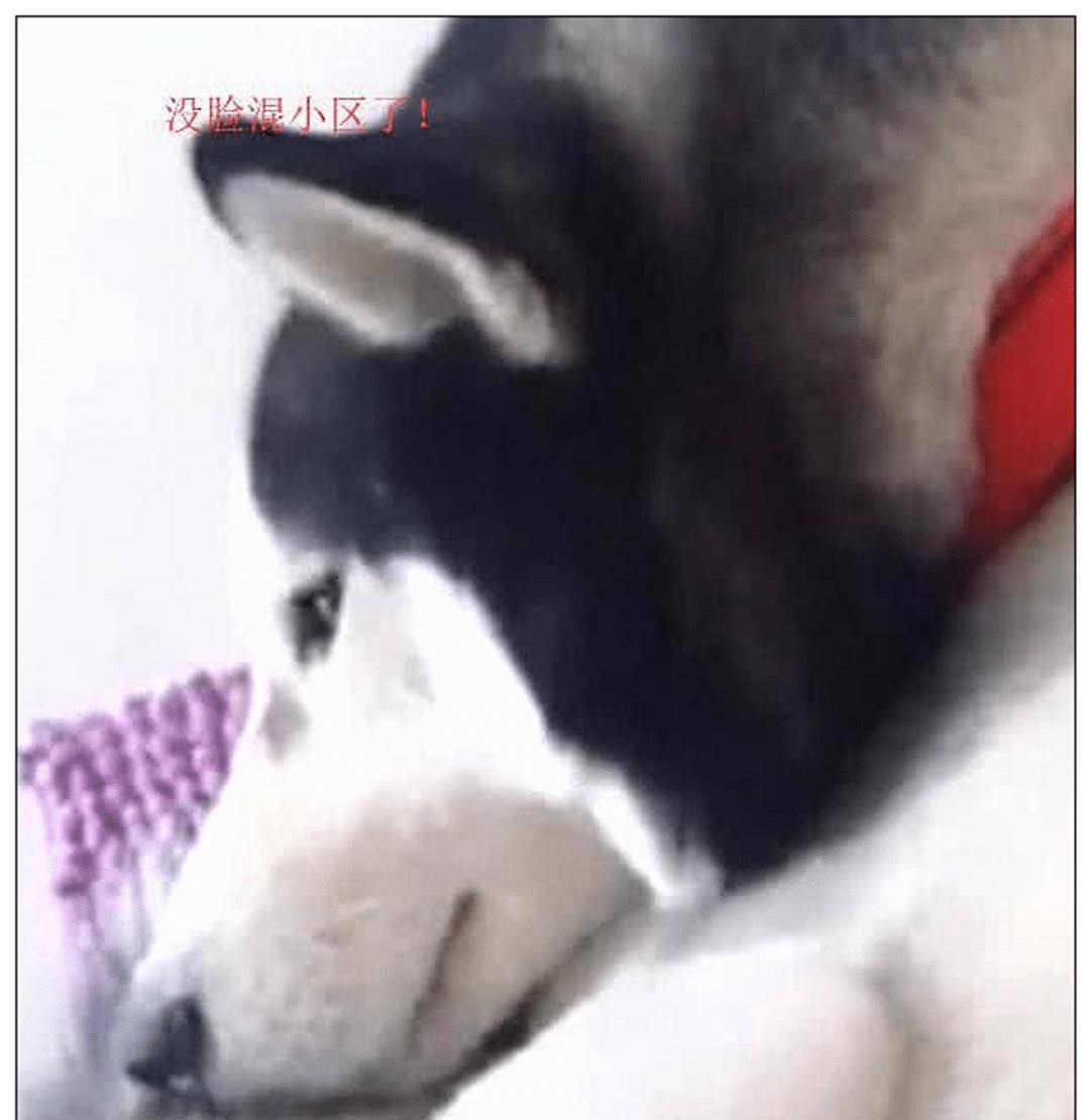 女主上班,让男友带二哈去剪毛,下班后直接笑喷了! 女主上班,让男友带二哈去剪毛,下班后直接笑喷了!