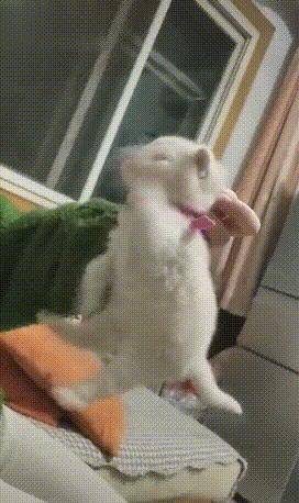 主人将猫咪提起来，小猫生气的在空气中张牙舞爪