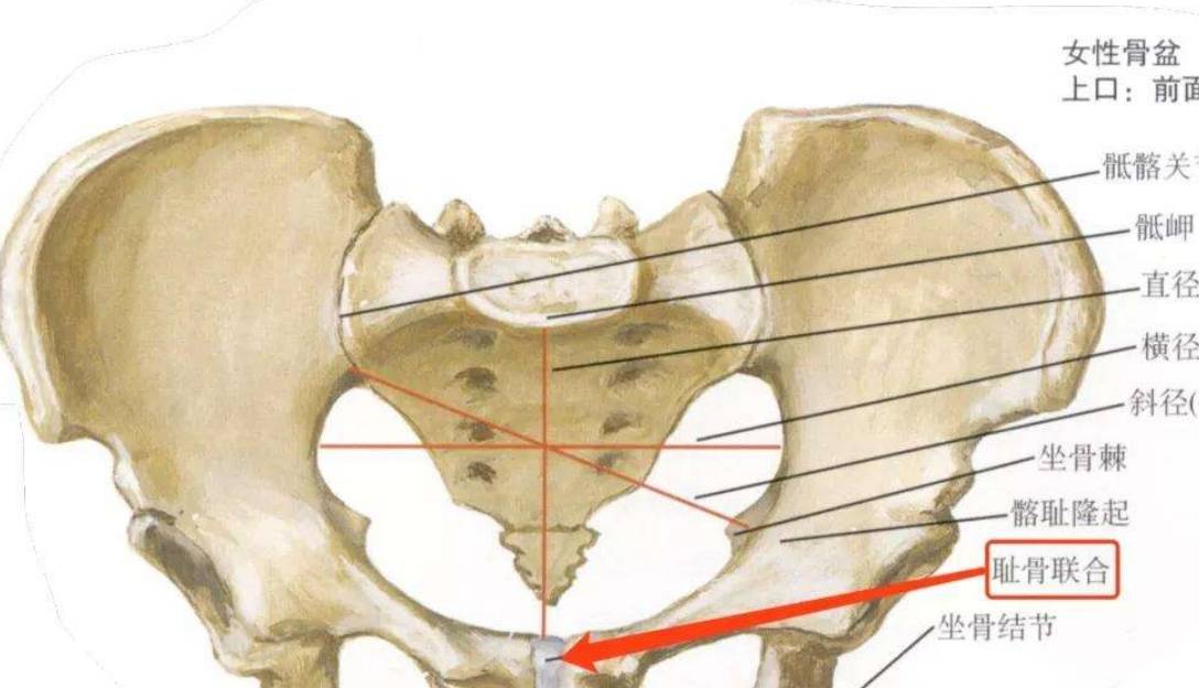 孕晚期的噩梦 耻骨痛 真的痛到厌世 这5类孕妇最容易中招 谢依霖